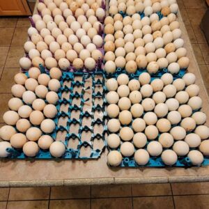 0 cost price of one dozen of eggs
