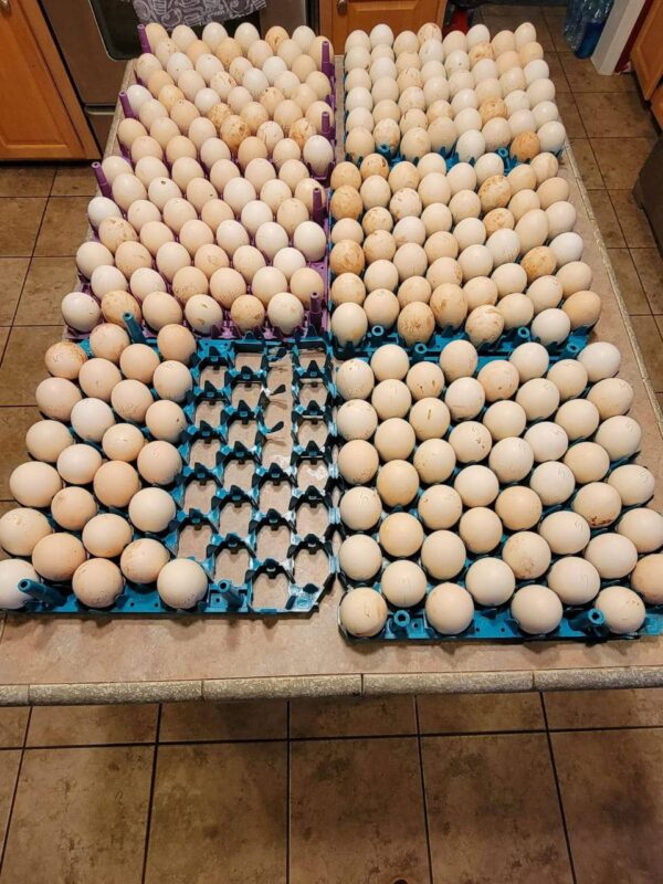 0 cost price of one dozen of eggs