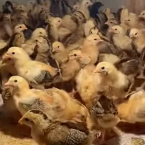 Baby chicks 0 a dozen (12 baby chicks) shipped