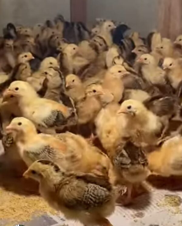 Baby chicks 0 a dozen (12 baby chicks) shipped