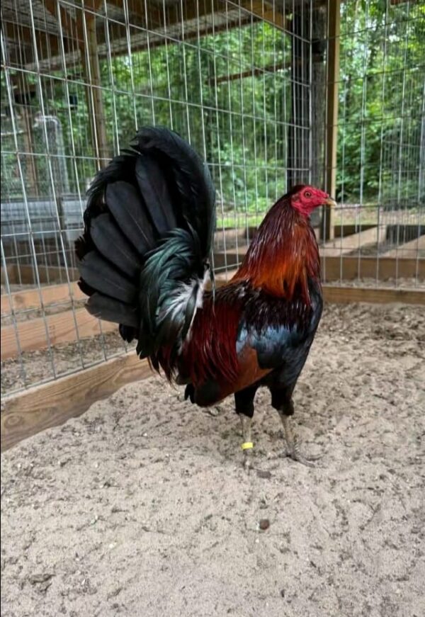 Doc Robinson hatch Doc Robinson hatch