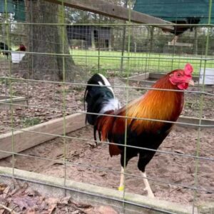 Golden Monkey Sweater