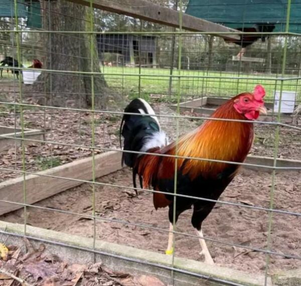 Golden Monkey Sweater Golden Monkey Sweater