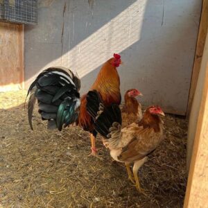 Golden Monkey sweater