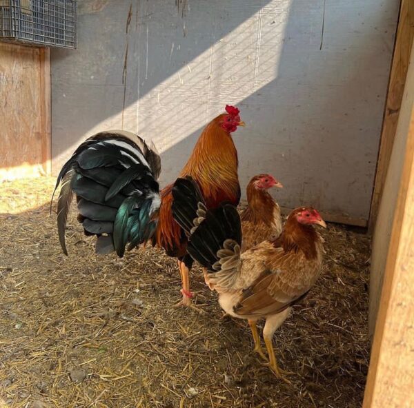 Golden Monkey sweater2 Golden Monkey sweater