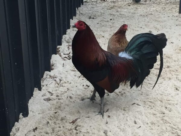 Penny hatch Penny hatch