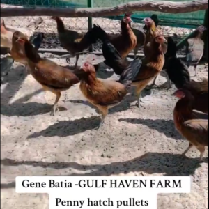 Penny Hatch Pullets
